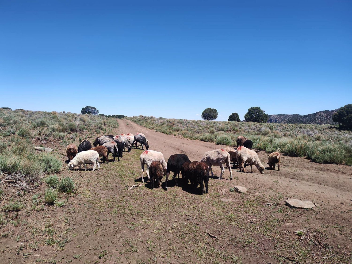 The flock grazing along a two-track in the high desert of the Carrizo