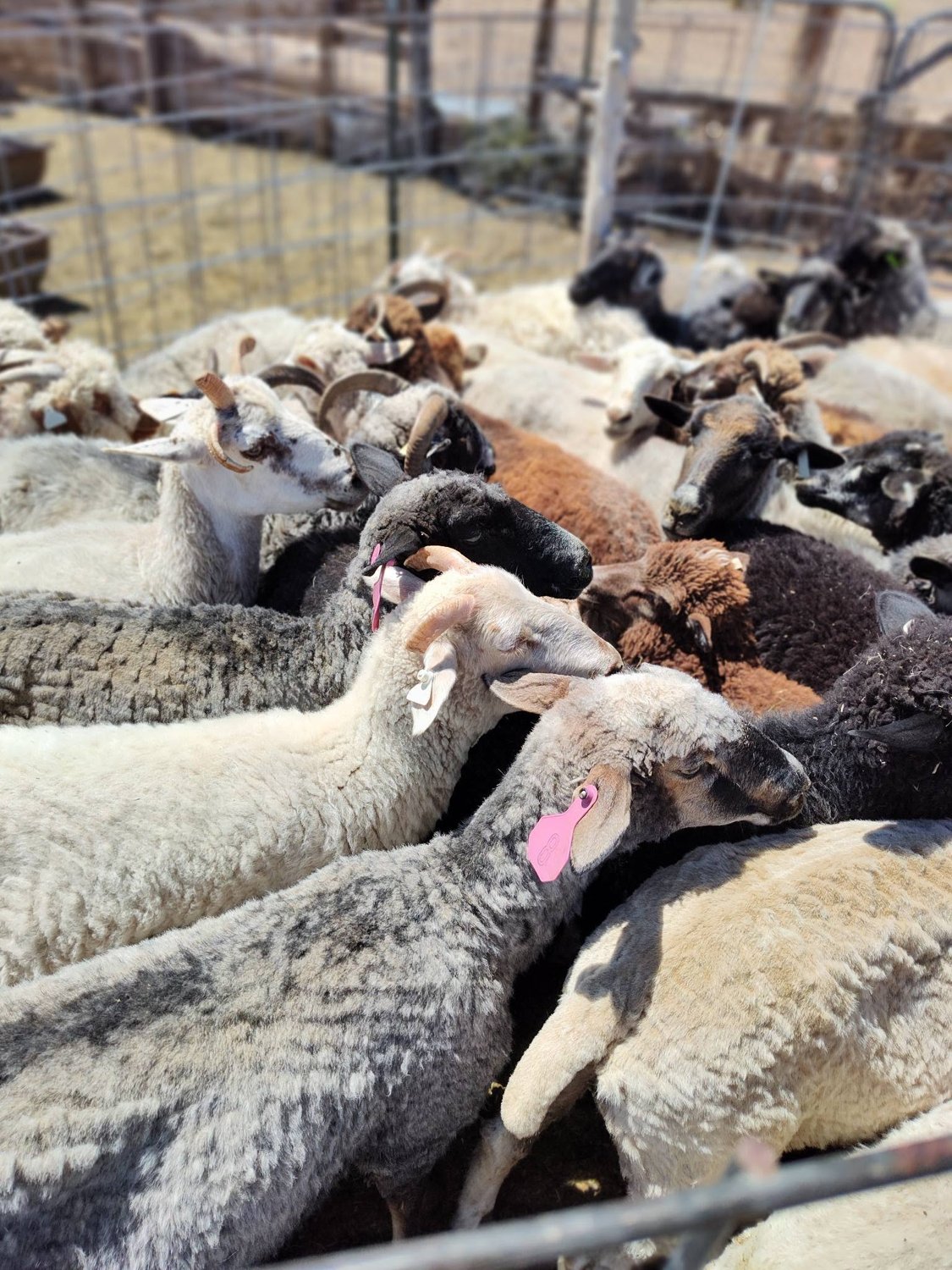 The Navajo-Churro flock gathered together at the morning feed