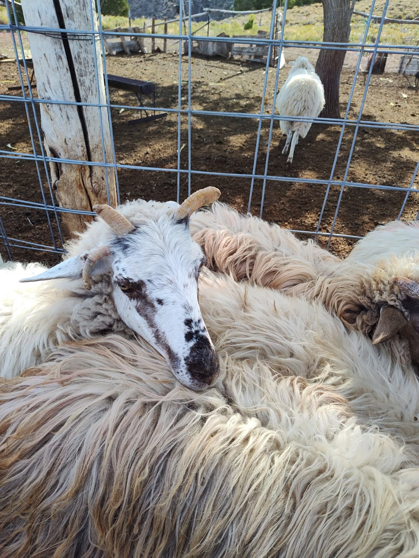 A spotted, long-horned Navajo-Churro ram resting in the corral, its long fleece in the sun
