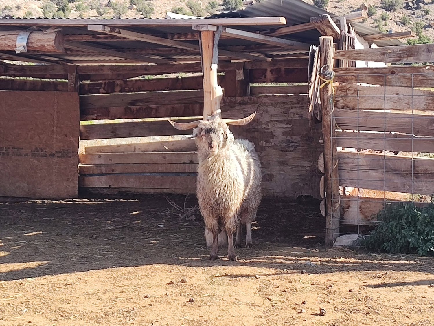 A long-horned billy goat standing at the wooden corral shed