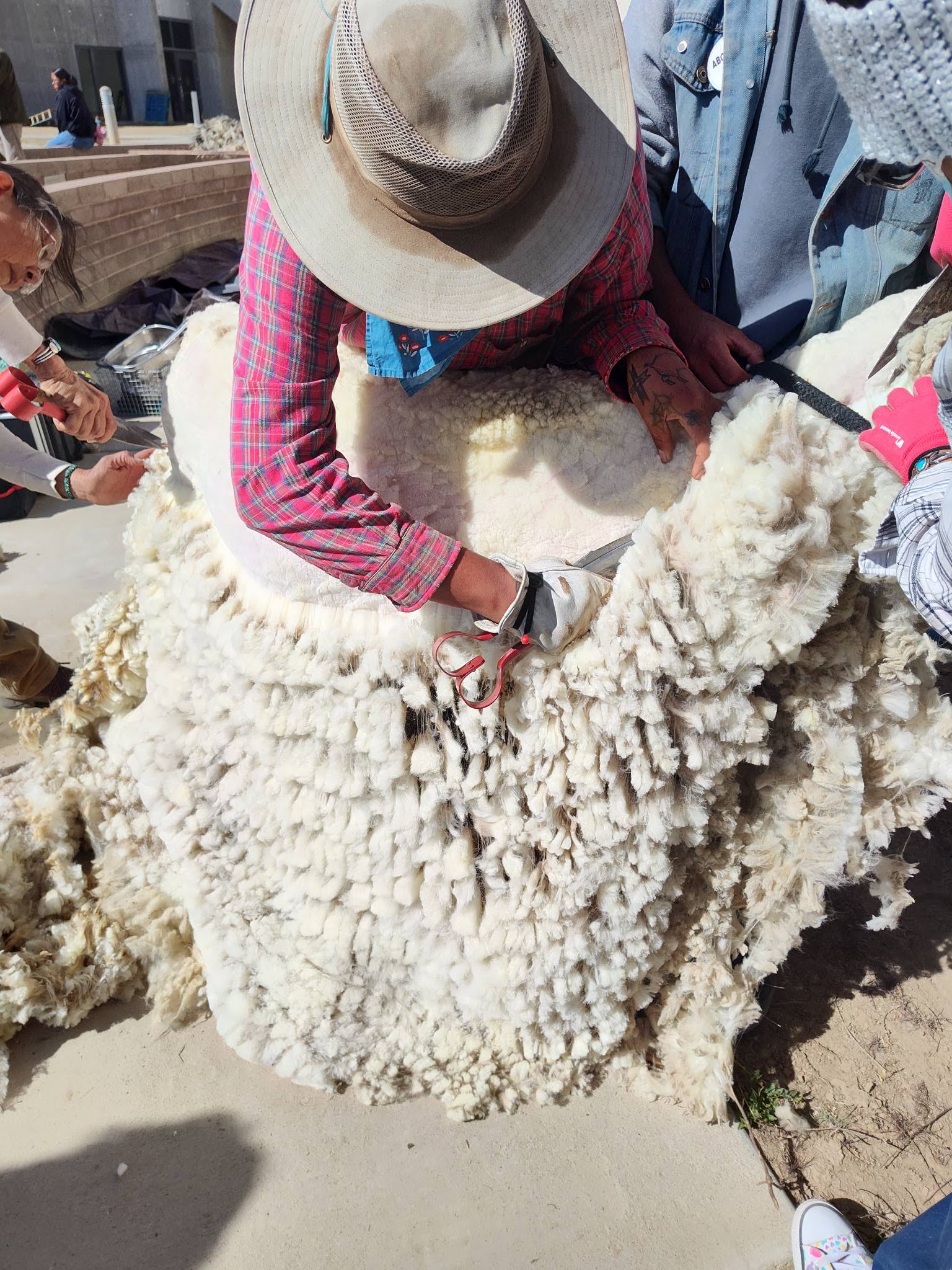 Hand-shearing a churro fleece
